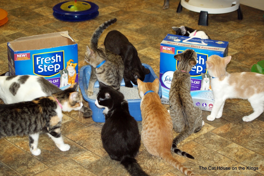 Free cat litter for shelters best sale